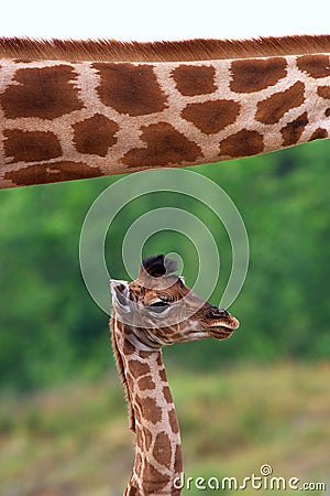 Giraffe calf below the neck of her mother