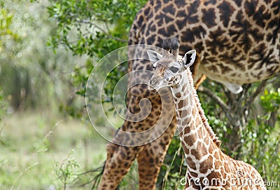 A Giraffe calf with mother