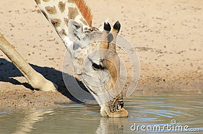 Giraffe Cow - Soft lips and Cool water - African Wildlife