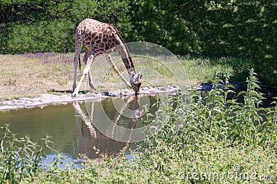 Giraffe drinks water.