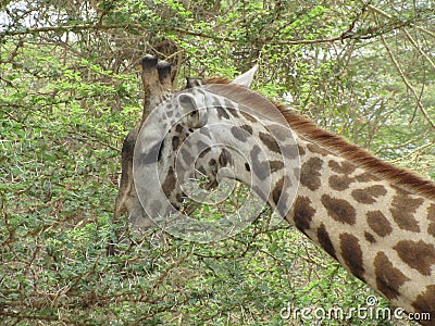 Giraffe eating leaves