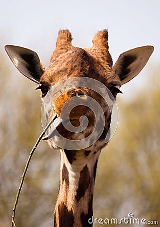 Giraffe eating twig with long tongue