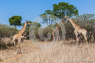 Giraffe Family Calf s Wildlife