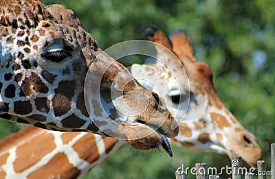 Giraffe family portrait with tongue out