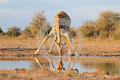 Giraffe Gold - Blue Skies and African Sun