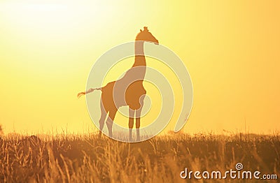Giraffe Golden Sunset Silhouette - Wildlife Background and Beauty from the wilds of Africa.