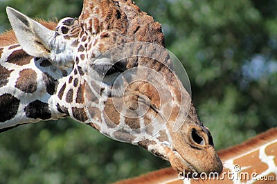 Giraffe head in profile