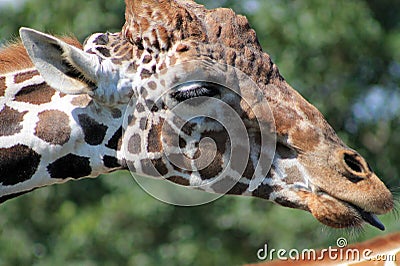 Giraffe head in profile tongue out
