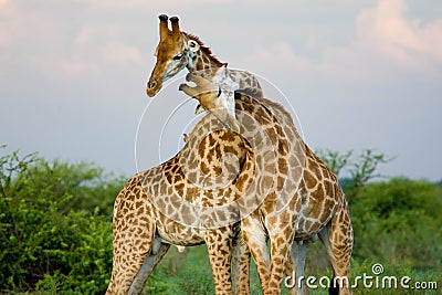Giraffe hug