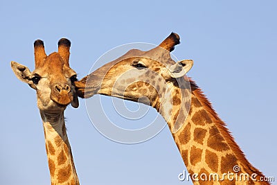 Giraffe Kiss