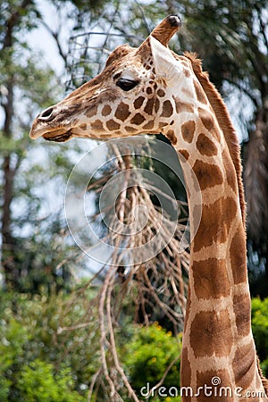 Giraffe long neck profile