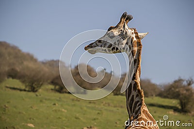 Giraffe neck