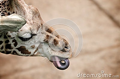 Giraffe playing with its tongue
