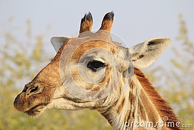 Giraffe Portrait - Background Beauty from the wilds of Africa