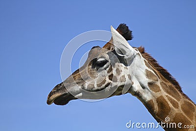 Giraffe portrait
