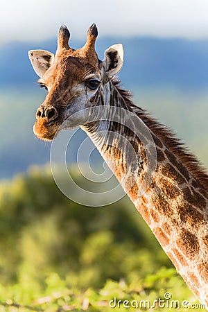 Giraffe Head Neck Animal