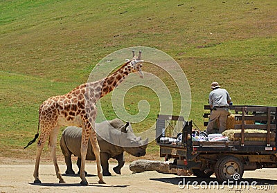 Giraffe, Rhino and trainer