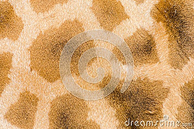 Giraffe s coat pattern