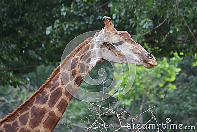 Giraffe s head