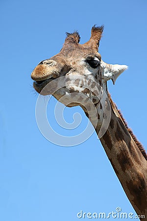 Giraffe s neck against blue sky