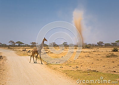 Giraffe and sandstorm in amboseli, kenya