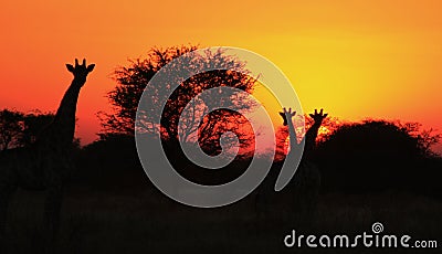 Giraffe Silhouette Sunset 3 - Africa !!!