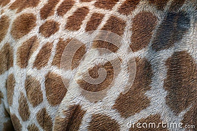 Giraffe skin detail