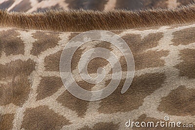 Giraffe Skin and Fur