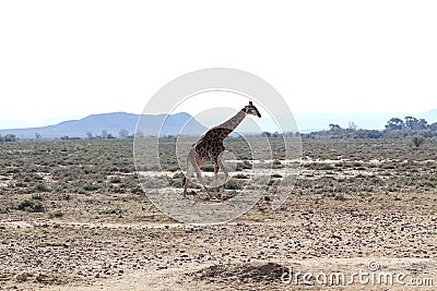 Giraffe in South Africa