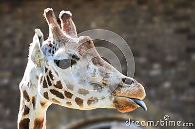 Giraffe sticking its tongue out
