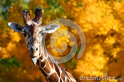 Giraffe Sticking Out Tongue