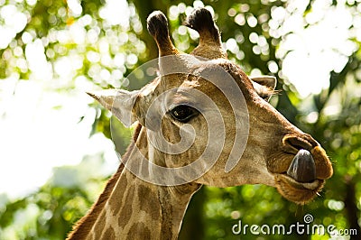 Giraffe and Tongue