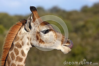 Giraffe tongue.