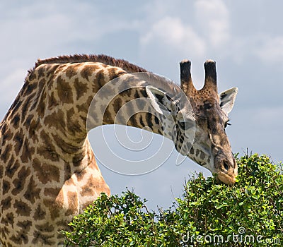 Giraffe and a tree, african wildlife, safari