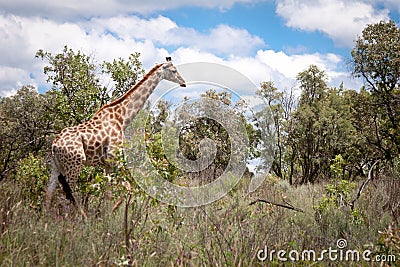 Giraffe Walking In Africa