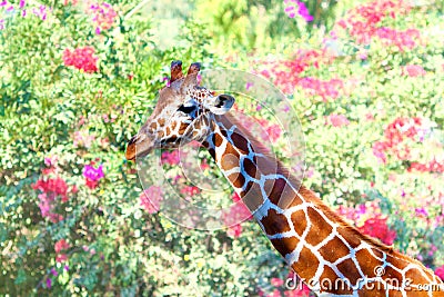 Giraffe