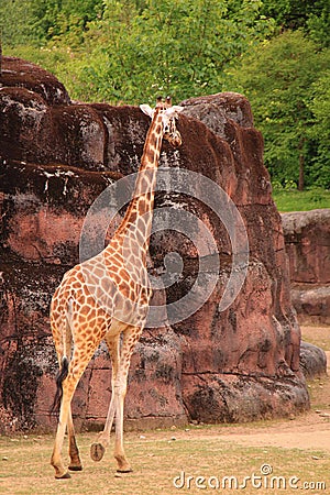 Giraffe walking in zoo