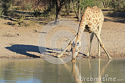Giraffe - Wildlife from Africa - Water and its shadow