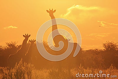 Giraffe - Wildlife Background - Beautiful Nature and Her Colors