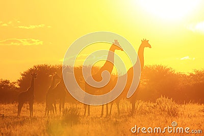 Giraffe - Wildlife Background - Beautiful Sunset Colors from Nature