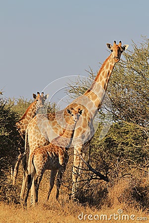 Giraffe - Wildlife Background - Family Dynamics