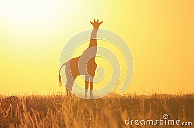 Giraffe Yellow Sunset Silhouette - Wildlife Background and Beauty from the wilds of Africa.