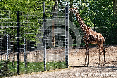 Giraffe at Zoo Stretching its Neck