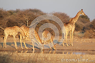 Giraffes - Africa s Golden Patterns