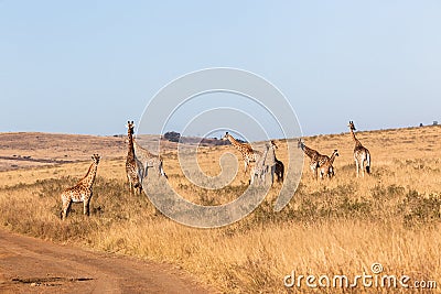 Giraffes Calf Landscape Wildlife Animals