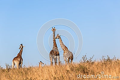 Giraffes Calf Protect Wildlife Animals