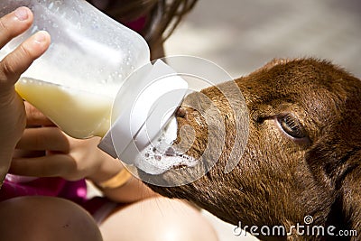 Feeding rejected baby lamb