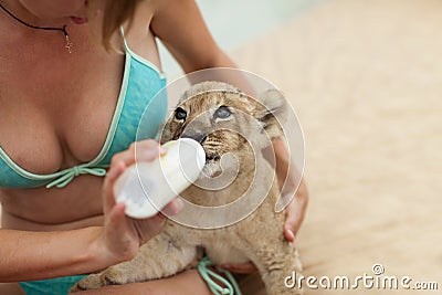 Girl feeding lion cub with milk