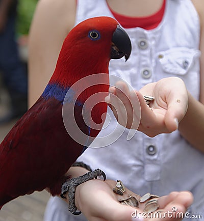 Girl feeding parrot