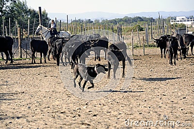 Girls Gardians and a dog working a herd of bulls